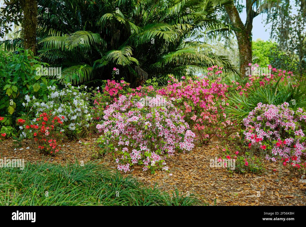 Gartenszene, Azaleen blühen, Blumen, Bäume, Palmen, Florida, Bok Tower Gardens, Lake Wales, FL, Frühling Stockfoto