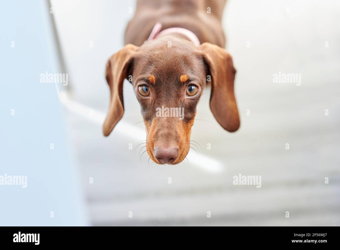 Dackel Hund zu Hause Stockfoto