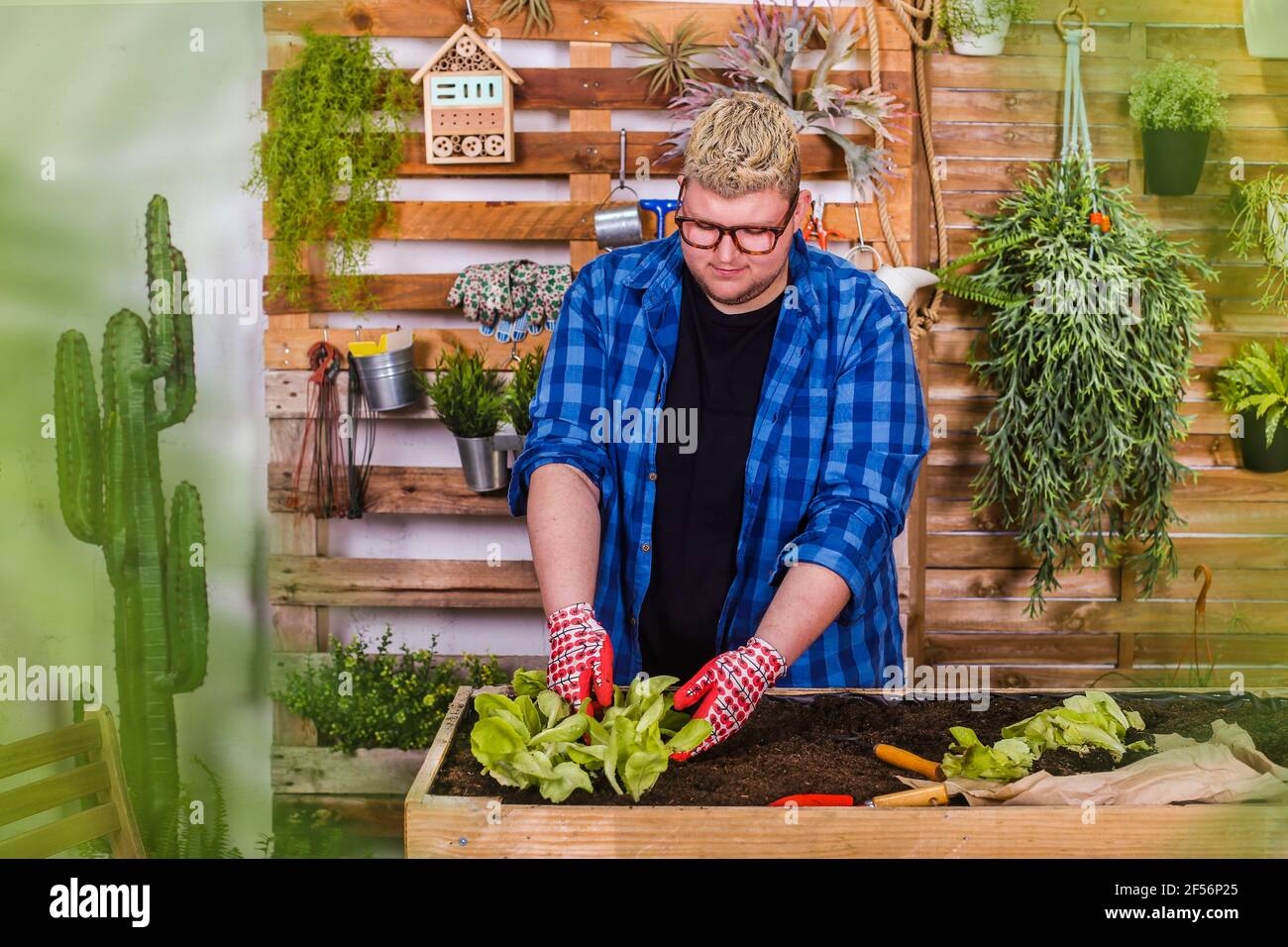 Junger Mann, der Salatsämlinge in seinem Stadtgarten pflanzt Stockfoto