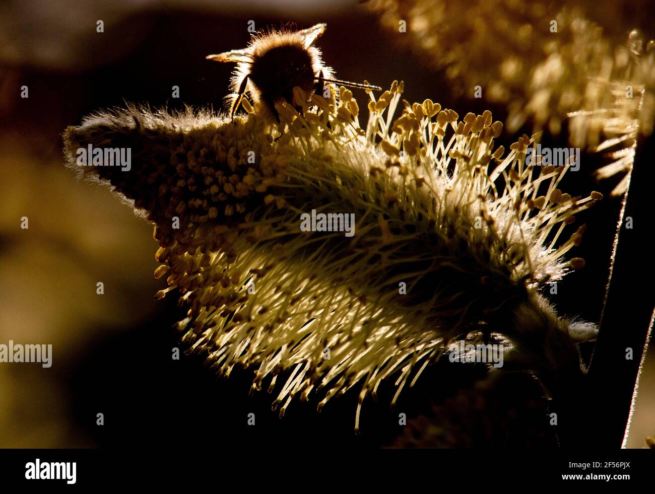 24 Marz 2021 Hessen Frankfurt Main Eine Wilde Biene Kriecht Uber Eine Blume Im Hintergrund In Den Kommenden Tagen Sollte Sich Das Wetter Weiterhin Von Seiner Fruhlingshaften Seite Prasentieren Foto Boris Roessler Dpa Stockfotografie