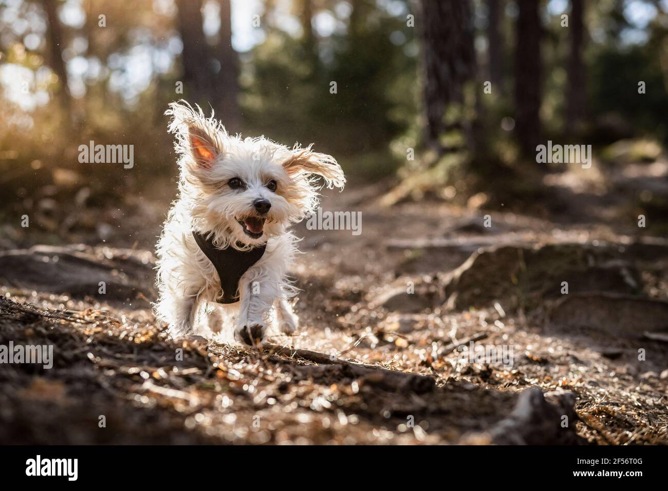 Hund läuft auf dem Weg im Pfälzerwald bei Pfalz, Deutschland  Stockfotografie - Alamy