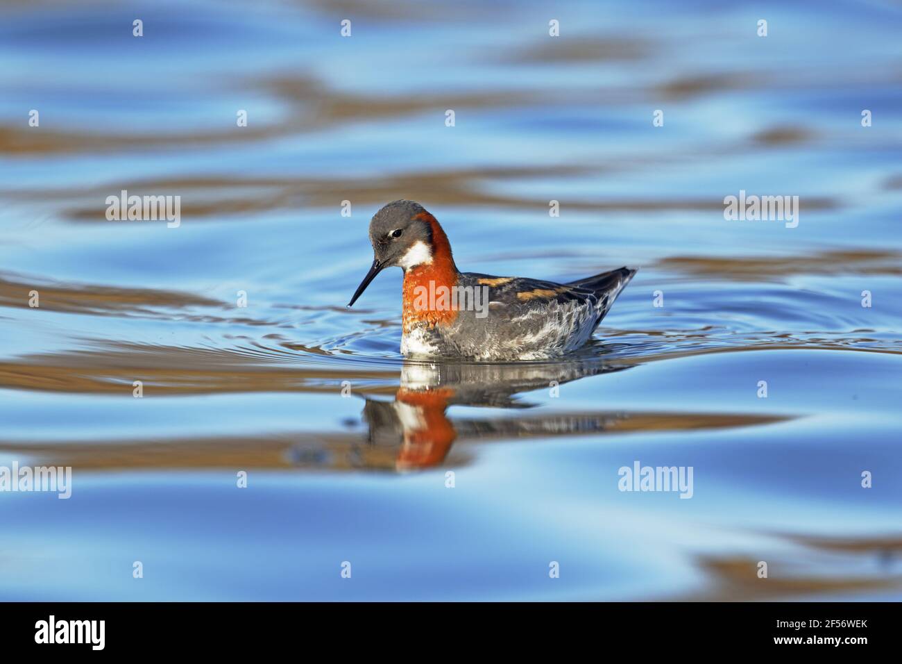 Rothalsphalarope - femalePhalaropus lobatus Lake Myvatn Island BI029139 Stockfoto