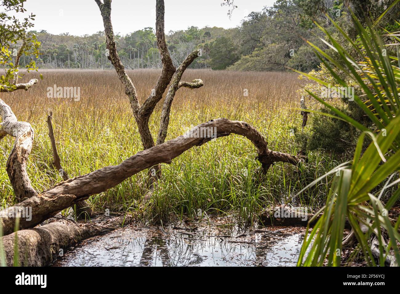 Round Marsh, ein Salzwasser Gezeitenmarsch in der Theodore Roosevelt Gegend des Timucuan Preserve in Jacksonville, Florida, in der Nähe des St. Johns River. (USA) Stockfoto