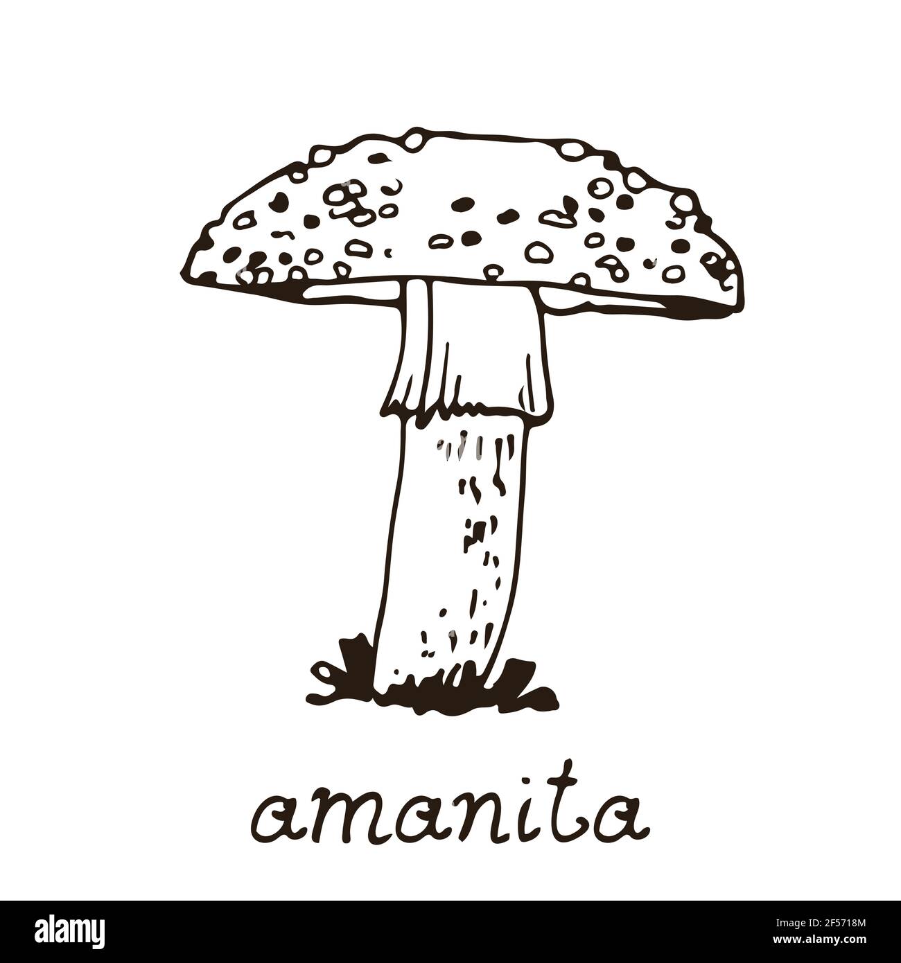 Wald giftigen Pilz, Vektor Hand gezeichnet Amanita muscaria, Pilz isoliert auf weißem Hintergrund Stock Vektor