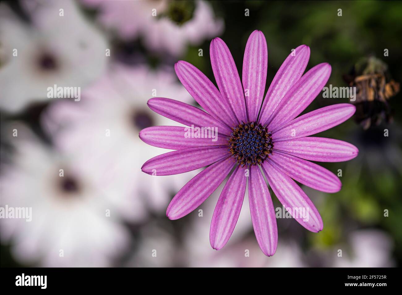 Makrofotografie von lila Gänseblümchen.Nahaufnahme Luftaufnahme. Horizontales Foto, unscharfer Hintergrund Stockfoto