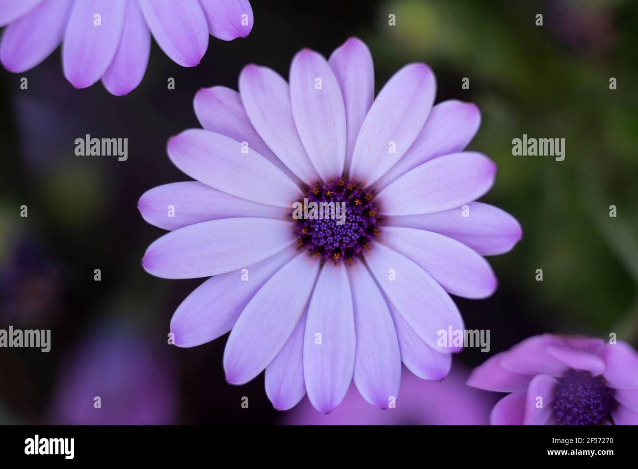 Makrofotografie von lila Gänseblümchen.Nahaufnahme Luftaufnahme. Horizontales Foto, unscharfer Hintergrund Stockfoto