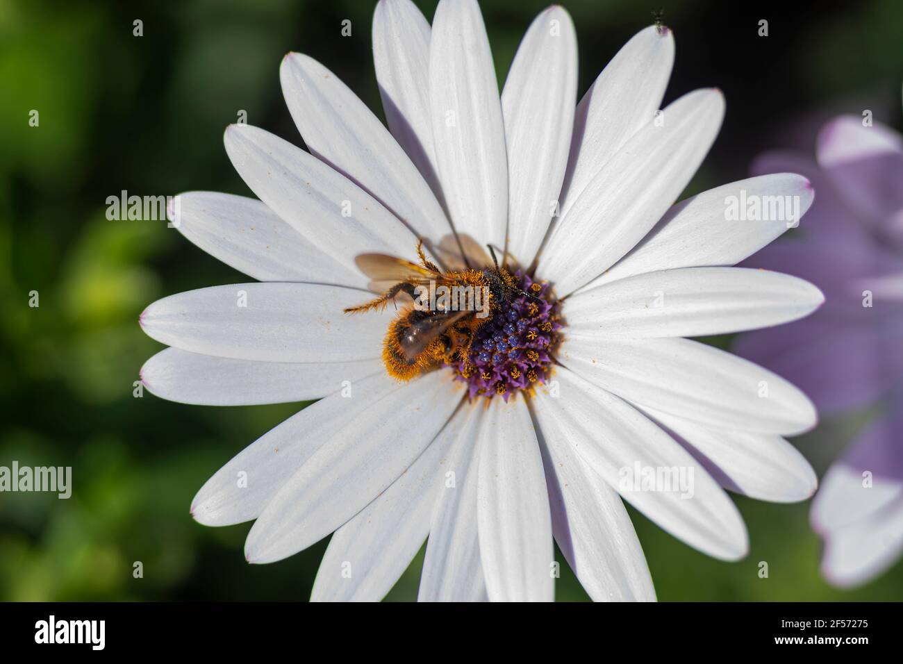 Biene auf Blume, Stockfoto