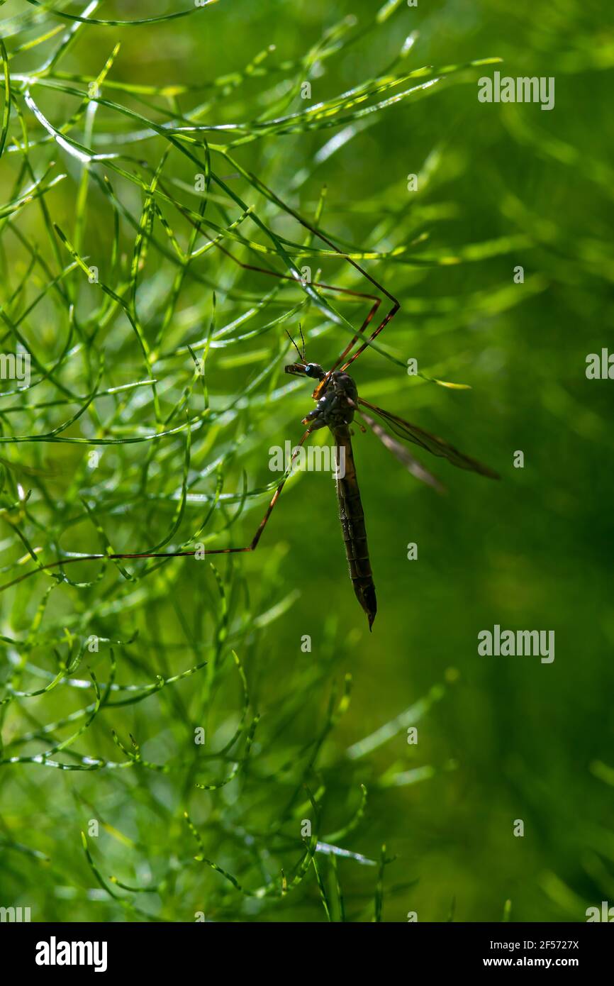 Große Mücke auf grünem Hintergrund. Insekt auf grünen Pflanzen, Makrofotografie mit vertikaler Ausrichtung Stockfoto