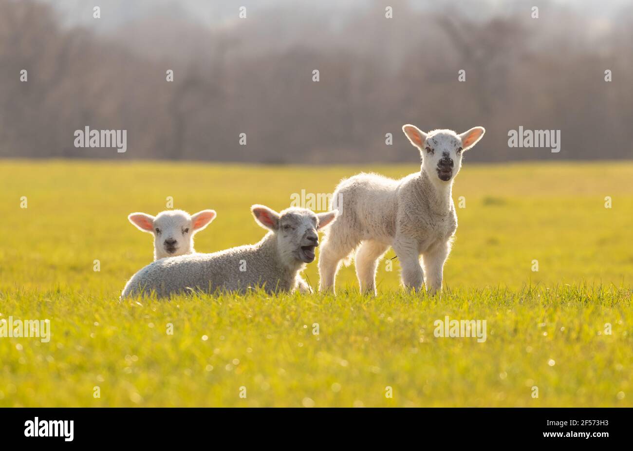 Drei junge Lämmer auf einem Feld. Hertfordshire. VEREINIGTES KÖNIGREICH Stockfoto