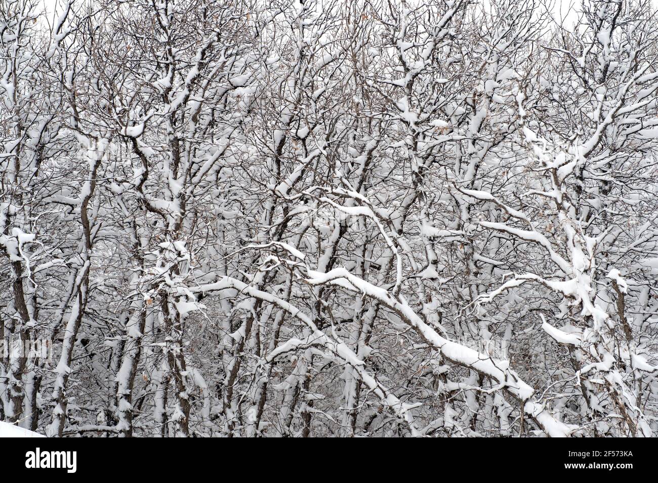 Schwerer Schnee auf Buscheichenbäumen, von einem späten Frühling Schneesturm in Colorado Springs., Colorado. Stockfoto