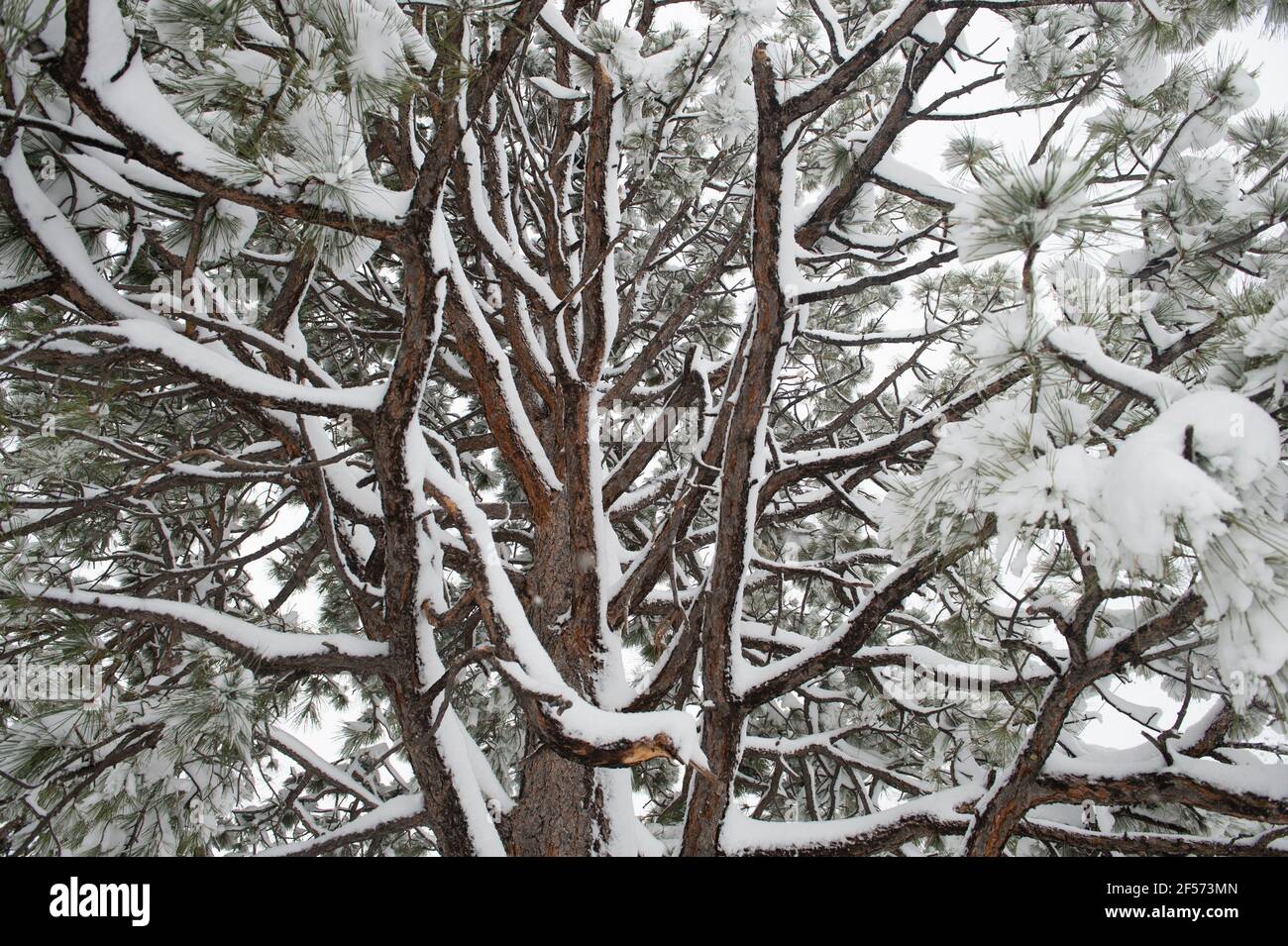 Starker Schnee auf Bäumen, von einem späten Frühling Schneesturm in Colorado Springs., Colorado. Stockfoto