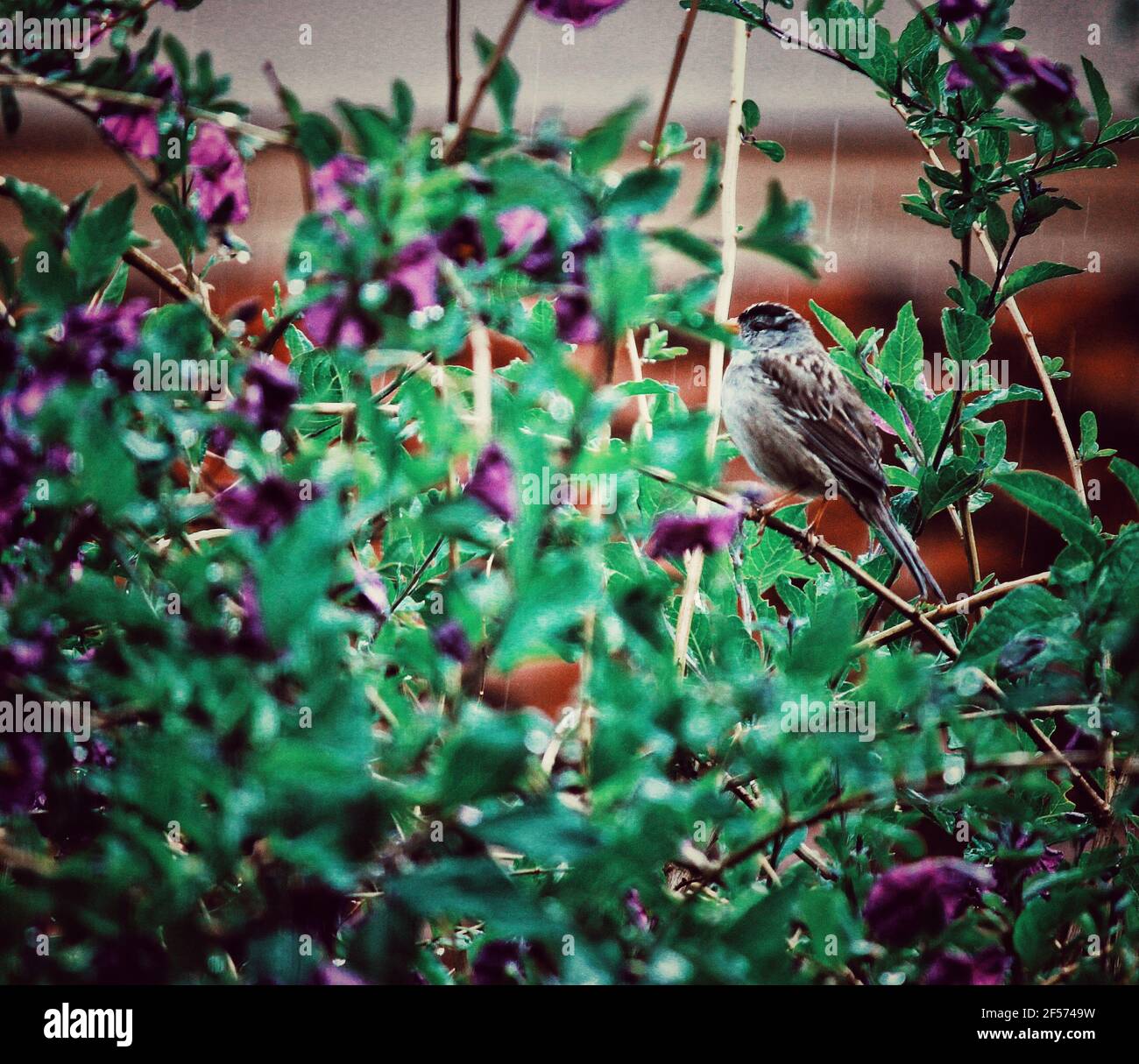 Ein Vogel in einem blühenden Busch an einem regnerischen Tag Stockfoto