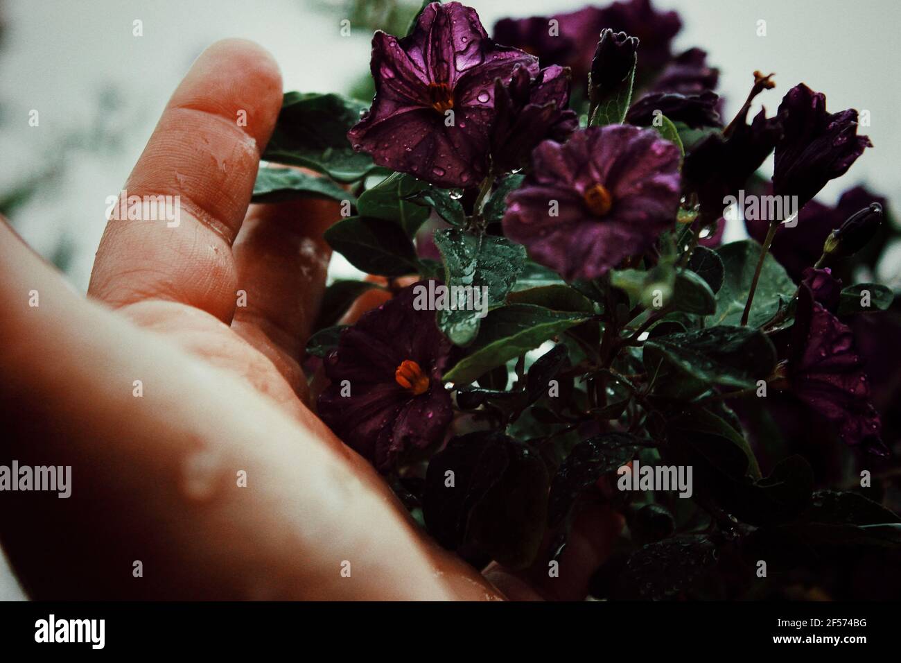 Dramatische Nahaufnahme von Blumen im Regen Stockfoto