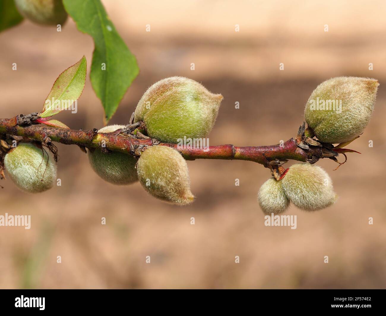 Ast mit grünen unreifen Pfirsichen auf einem verschwommenen Hintergrund. Stockfoto