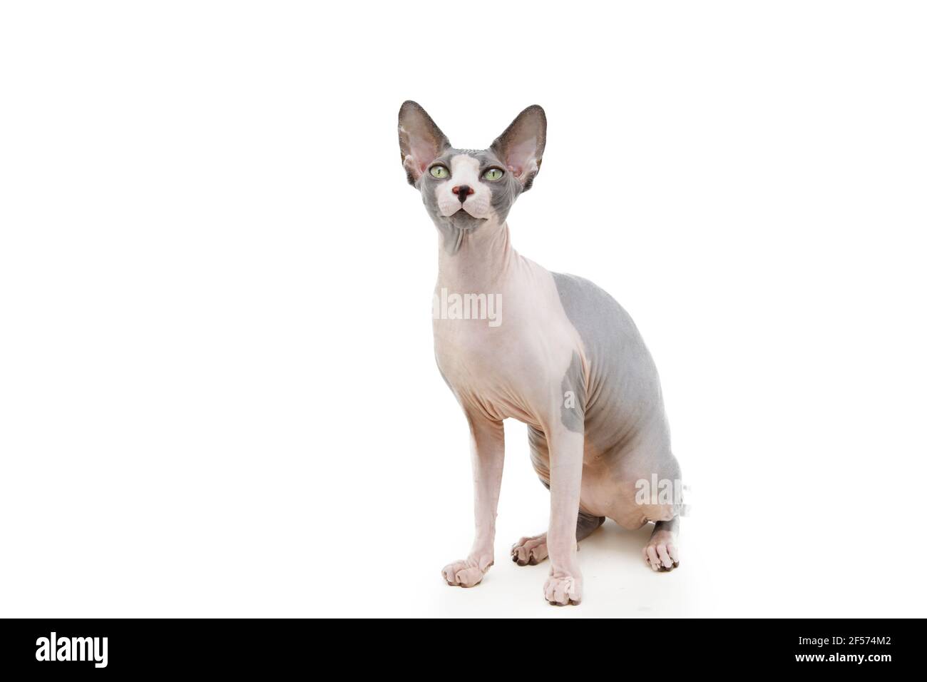 Portrait sphynx Katze sitzend. Isoliert auf weißem Backgorund Stockfoto