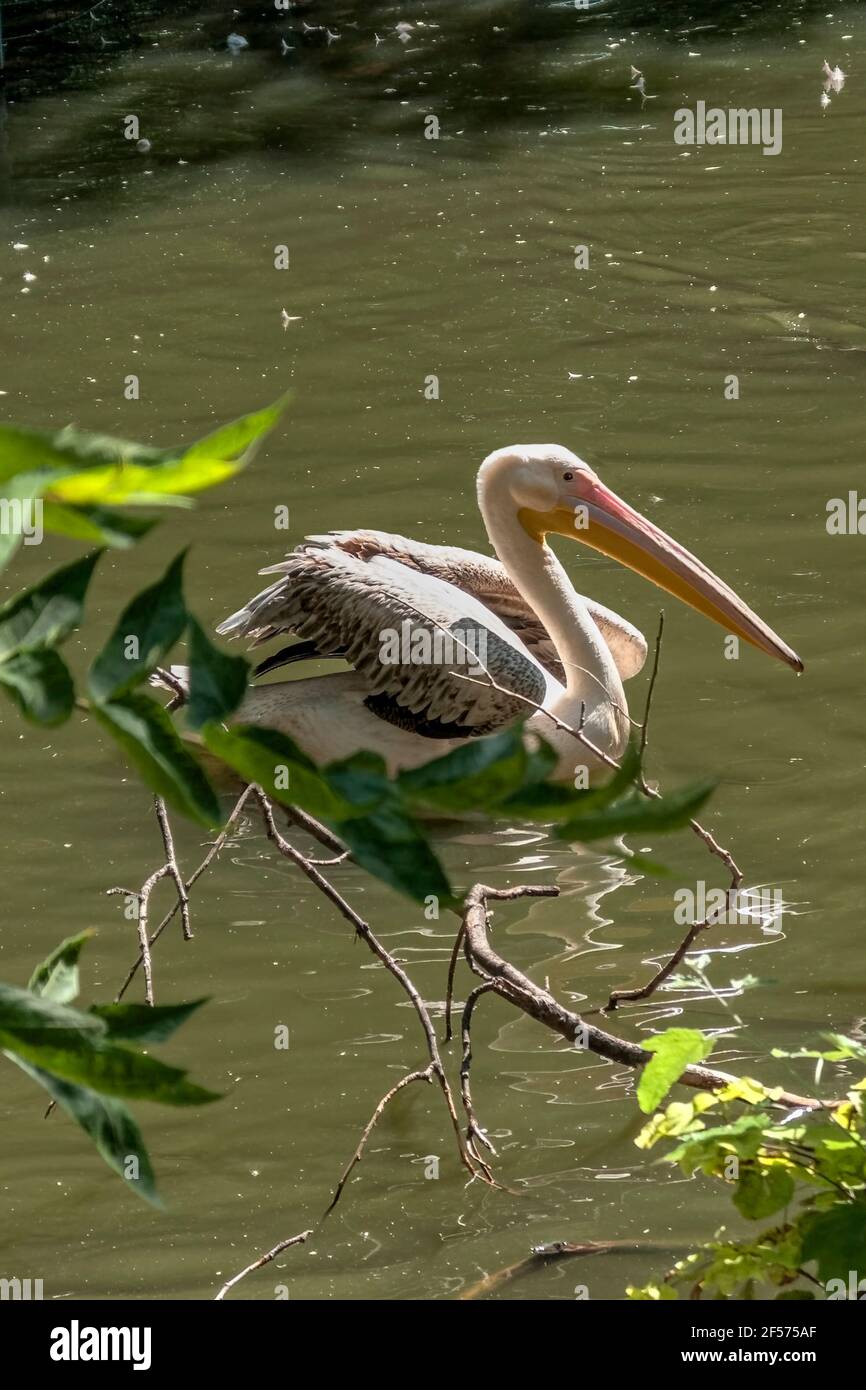 Pelecanus onocrotalus.rosa Pelikan im varna Zoo.Bulgarien. Stockfoto