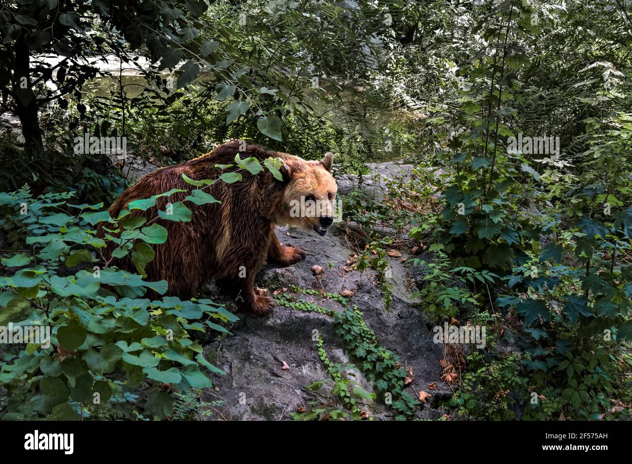 Braunbär, Ursus Arctos, Varna Zoo Bulgarien Stockfoto