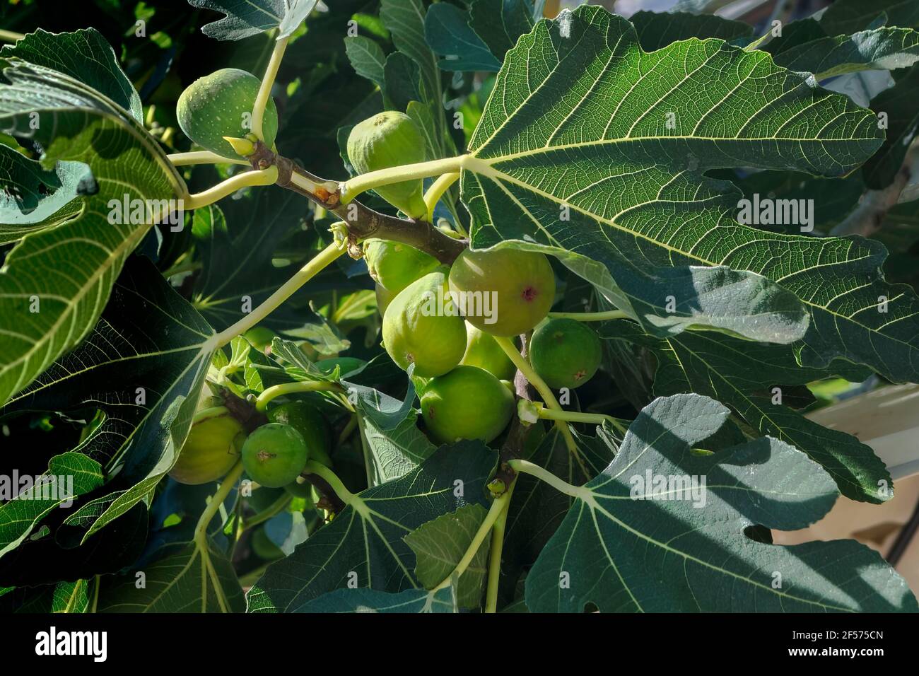 Grüne Feige Ficus carica pro Zweig Stockfoto