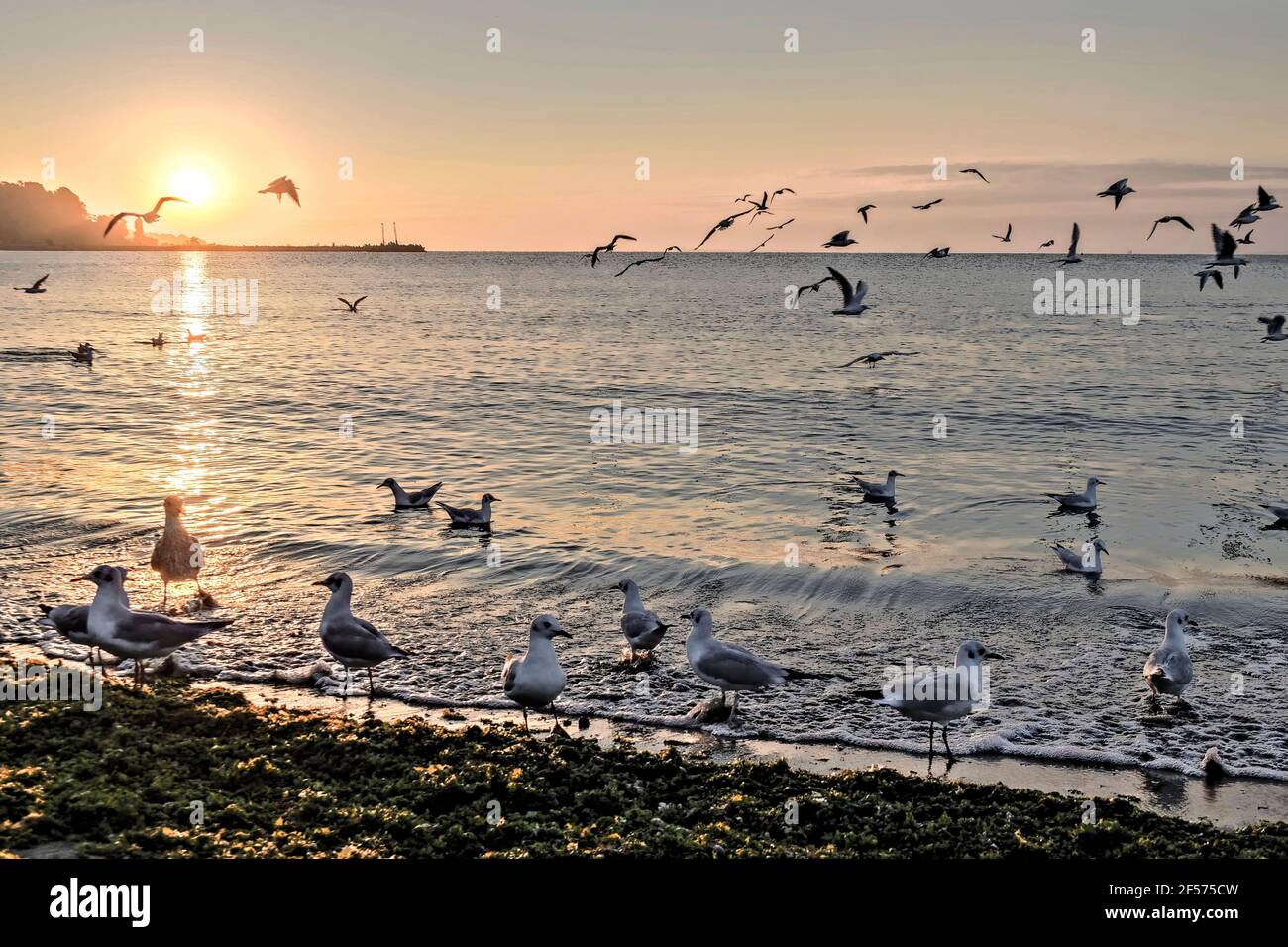 Möwen am Strand bei Sonnenaufgang im Sommer, Schwarzes Meer Bulgarien, Stockfoto