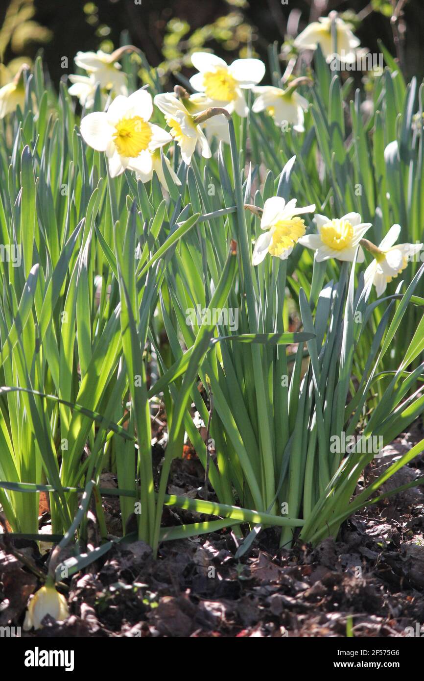 Narzissen im Stadtpark Staddijk in Nijmegen, Niederlande Stockfoto