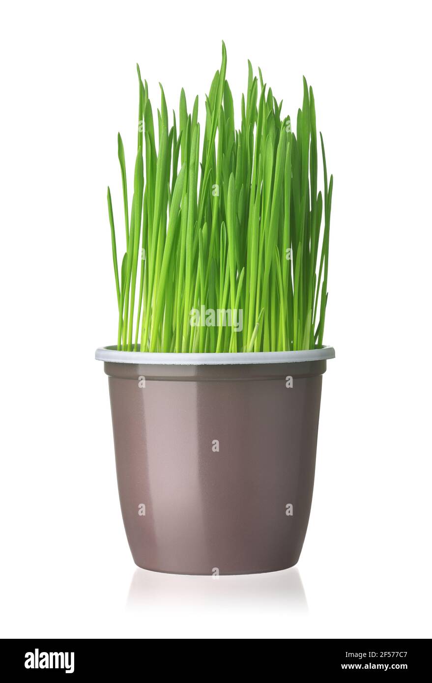 Vorderansicht von frischem grünen Gras in Kunststoff-Tasse isoliert Auf Weiß Stockfoto