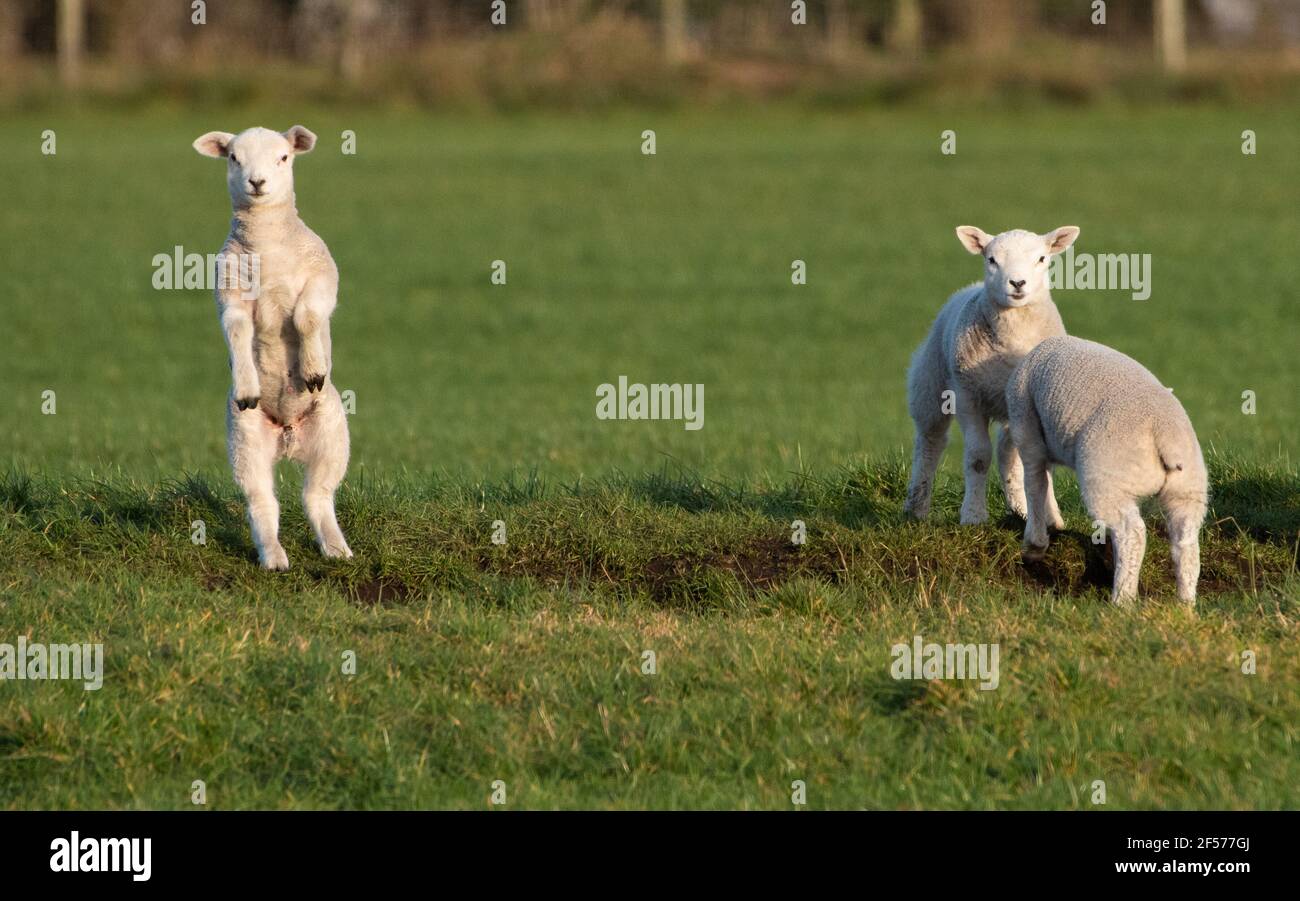 UK Wetter, Clitheroe, Lancashire, UK. März 2021, 24th. Fröhliche Frühlingslämmer spielen in der Nachmittagssonne in Whitewell, Clitheroe, Lancashire, Großbritannien. Kredit: John Eveson/Alamy Live Nachrichten Stockfoto