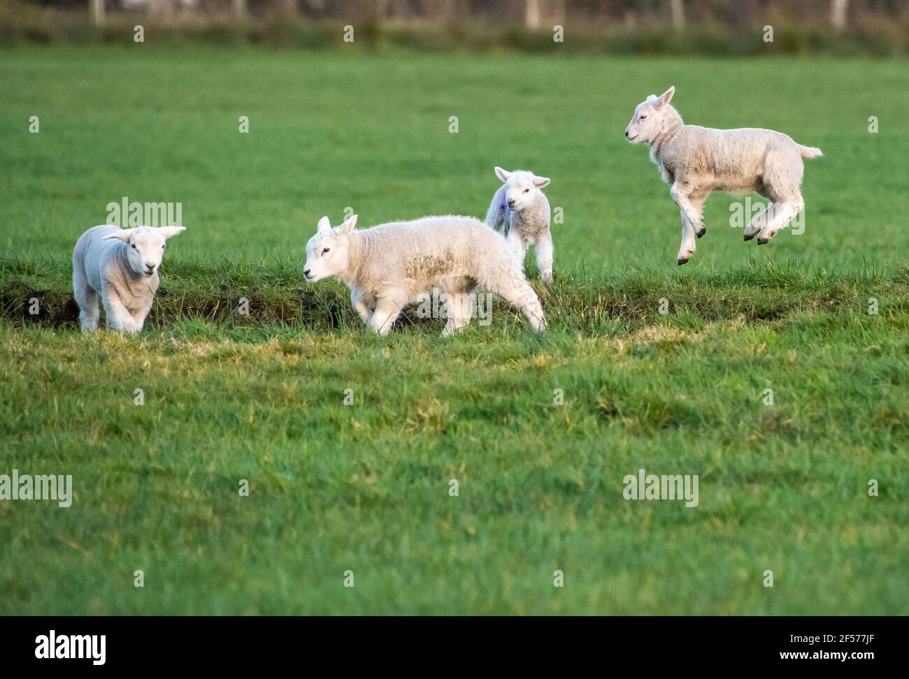 UK Wetter, Clitheroe, Lancashire, UK. März 2021, 24th. Fröhliche Frühlingslämmer spielen in der Nachmittagssonne in Whitewell, Clitheroe, Lancashire, Großbritannien. Kredit: John Eveson/Alamy Live Nachrichten Stockfoto