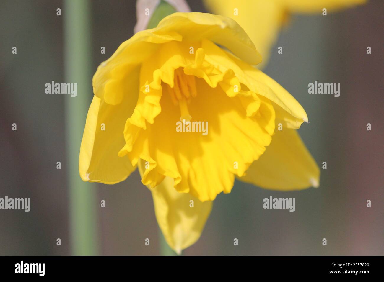 Daffodil im Stadtpark Staddijk in Nijmegen Niederlande Stockfoto