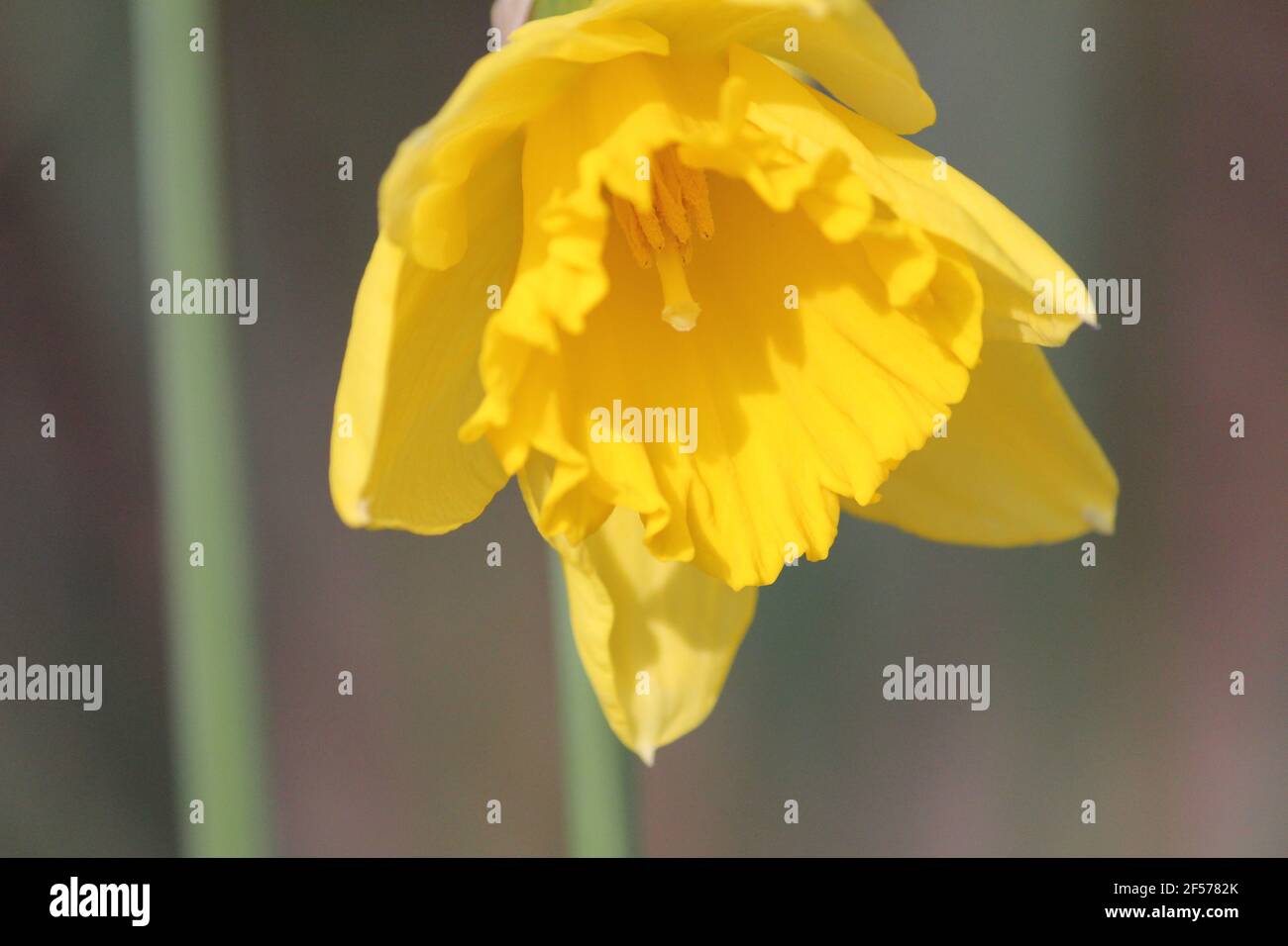 Daffodil im Stadtpark Staddijk in Nijmegen Niederlande Stockfoto