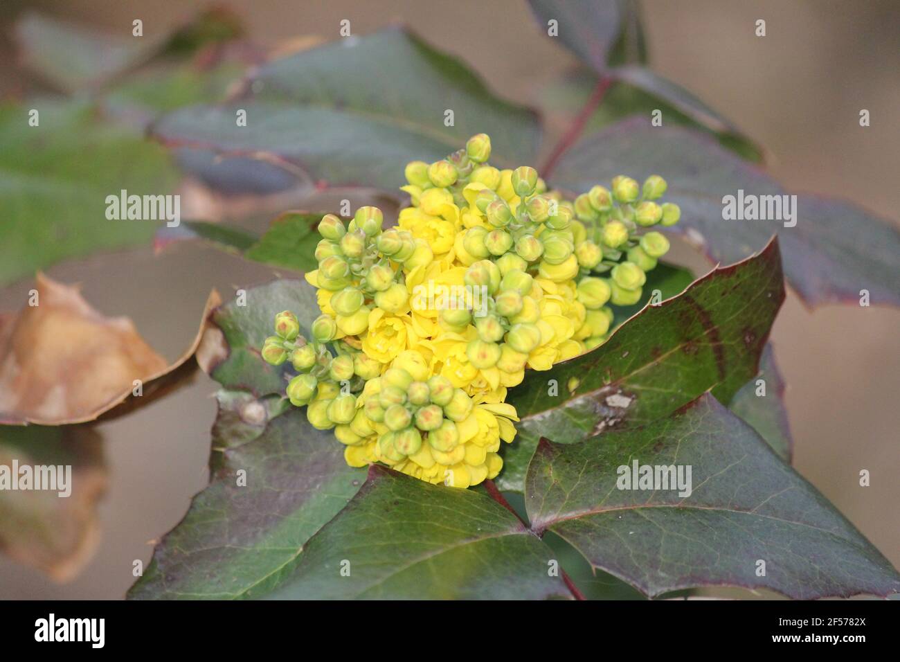 Oregon Traube im Stadtpark Staddijk in Nijmegen, Niederlande Stockfoto