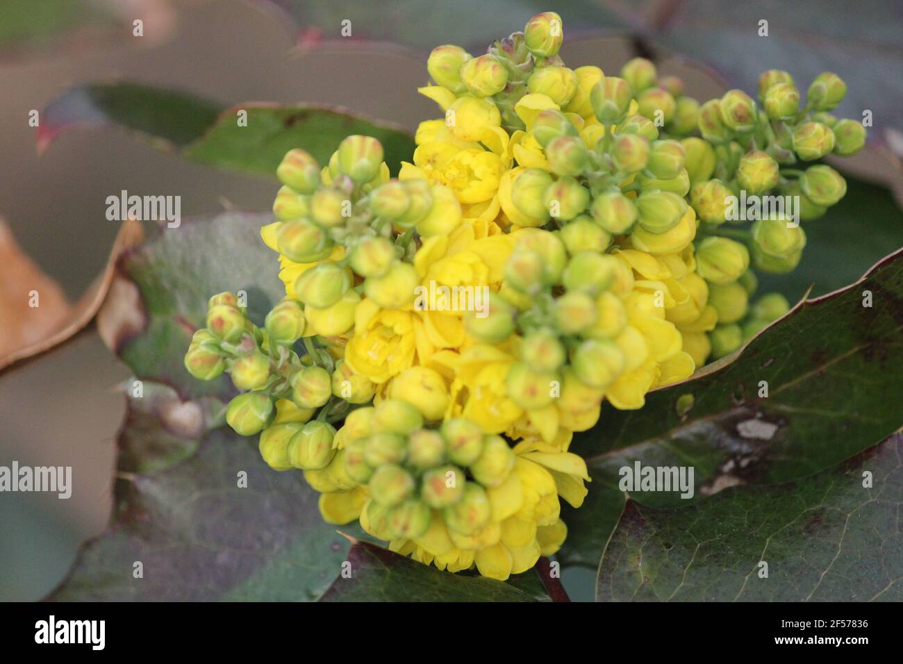 Oregon Traube im Stadtpark Staddijk in Nijmegen, Niederlande Stockfoto