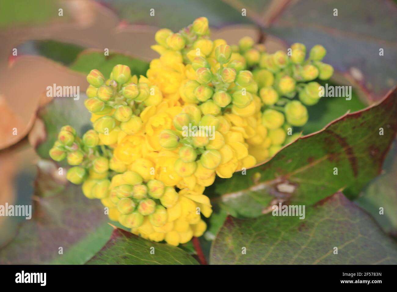 Oregon Traube im Stadtpark Staddijk in Nijmegen, Niederlande Stockfoto