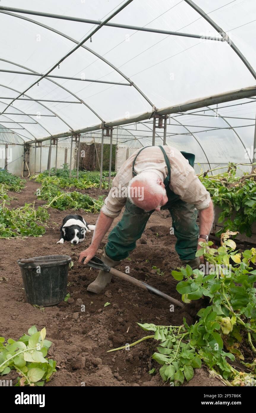 David Helme, der in seinem Ruhestand aktiv und beschäftigt ist, erntet Kartoffeln in seinen Polytunnels für den Markt mit seinem Border Collie Hund in Schottland, Großbritannien. Stockfoto