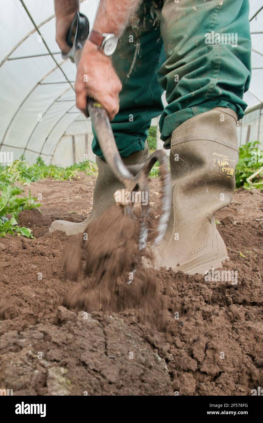 David Helme, der in seinem Ruhestand aktiv und beschäftigt ist, erntet Kartoffeln in seinen Polytunnels für den Markt in Schottland, Großbritannien. Stockfoto