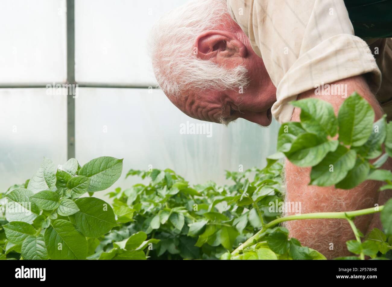 David Helme, der in seinem Ruhestand aktiv und beschäftigt ist, erntet Kartoffeln in seinen Polytunnels für den Markt in Schottland, Großbritannien. Stockfoto