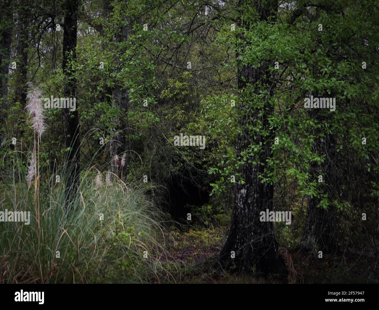 Eine dunkle geheimnisvolle Mulde, die durch Überwuchsbildung im Wald gebildet wird Stockfoto
