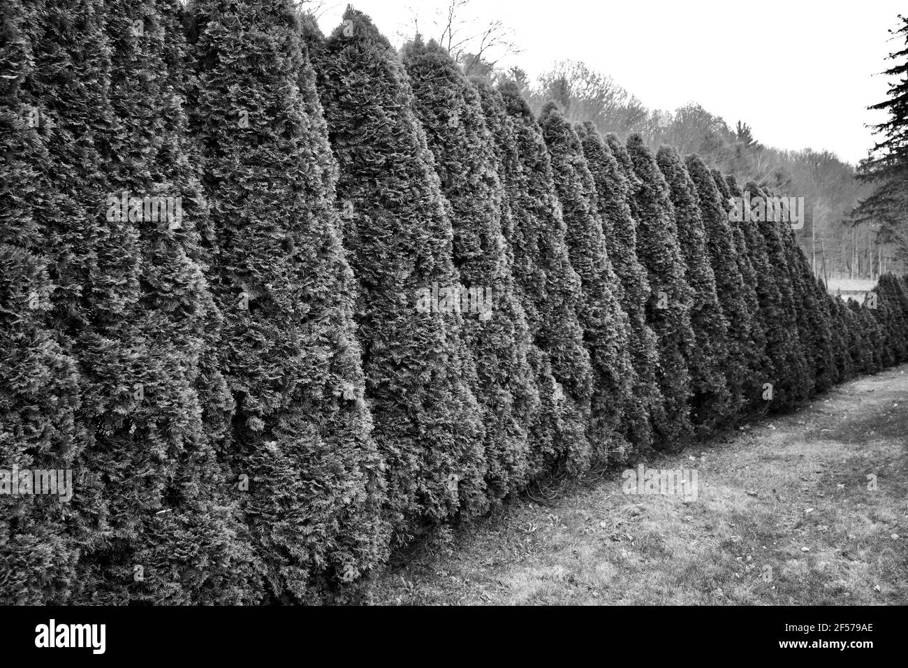 Eine lange Gartenhecke von immergrünen Sträuchern ohne Menschen. Starke Perspektive in dieser horizontalen Fotografie Stockfoto