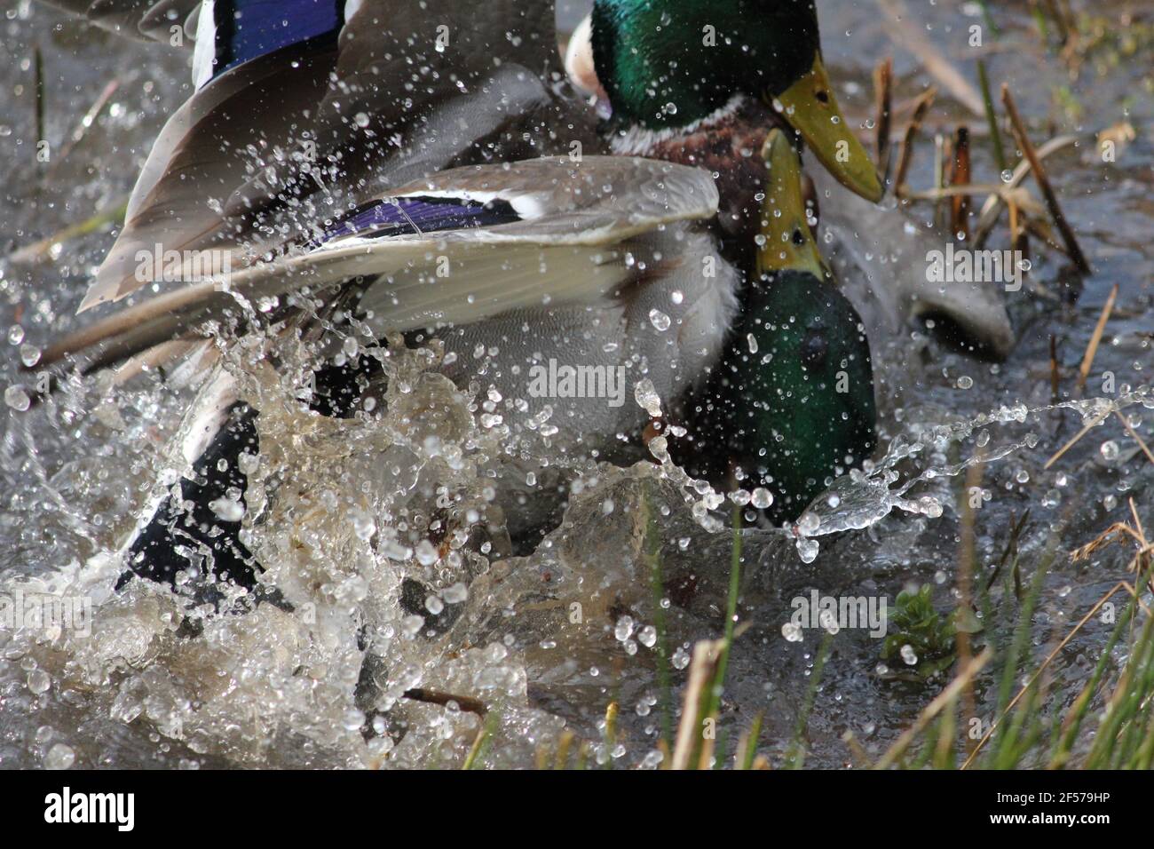 Mallard im Stadtpark Staddijk in Nijmegen, Niederlande Stockfoto