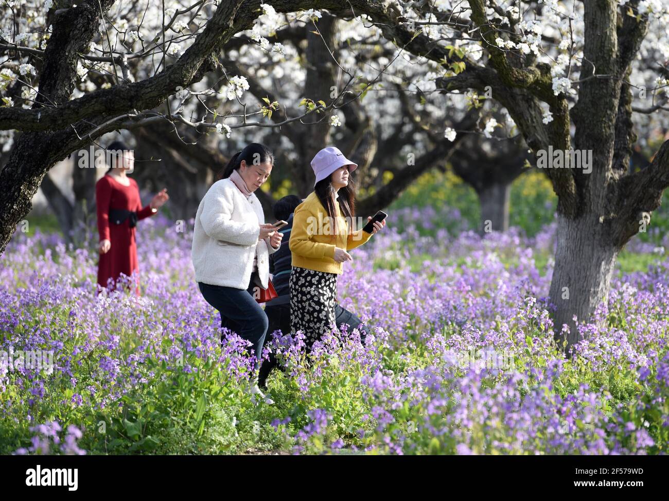 HUAI'AN, CHINA - 24. MÄRZ 2021 - Touristen sehen Birne, Raps und Februar Orchideen Blumen in Huai 'an Stadt, Ost-China Jiangsu Provinz, 24. März 2021. (Foto von He Jinghua / Costfoto/Sipa USA) Quelle: SIPA USA/Alamy Live News Stockfoto
