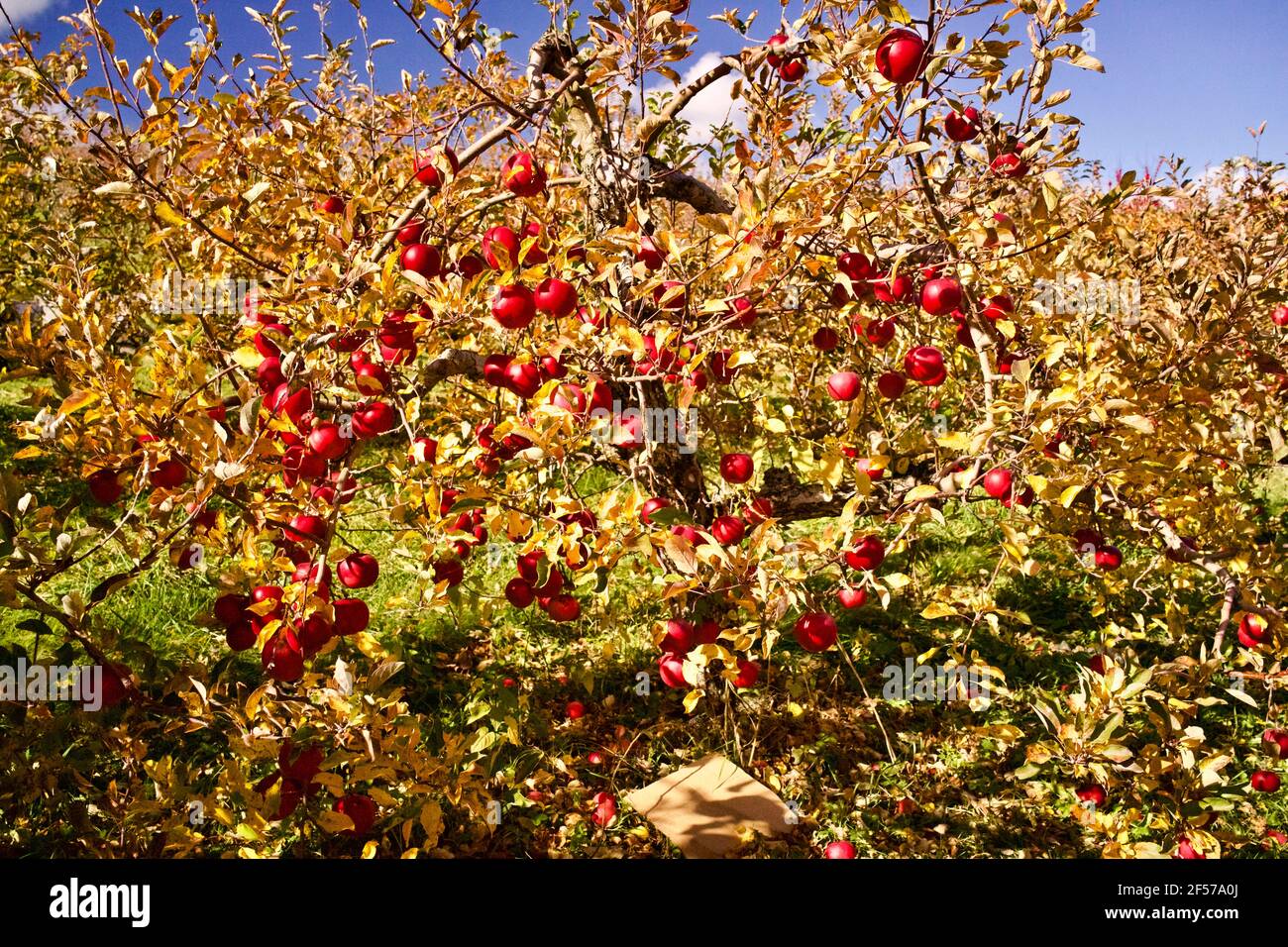 Apfelbaum im Upstate New York. Alter Apfelbaum voller ungepflückter Äpfel in der Hochsaison der Herbstsaison. Stockfoto