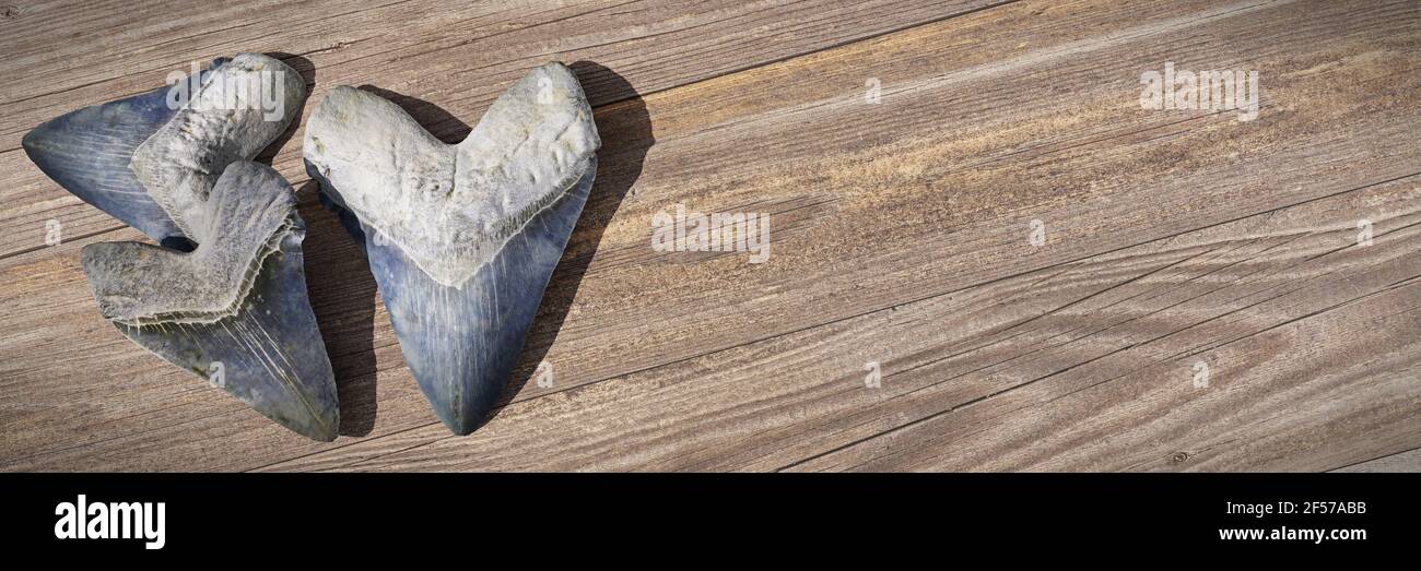 Megalodon Hai Zähne, Hintergrund Banner mit leerem Raum Stockfoto