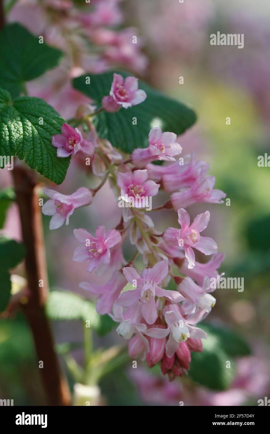 Ribes sanguineum Blumen im Frühling. Stockfoto