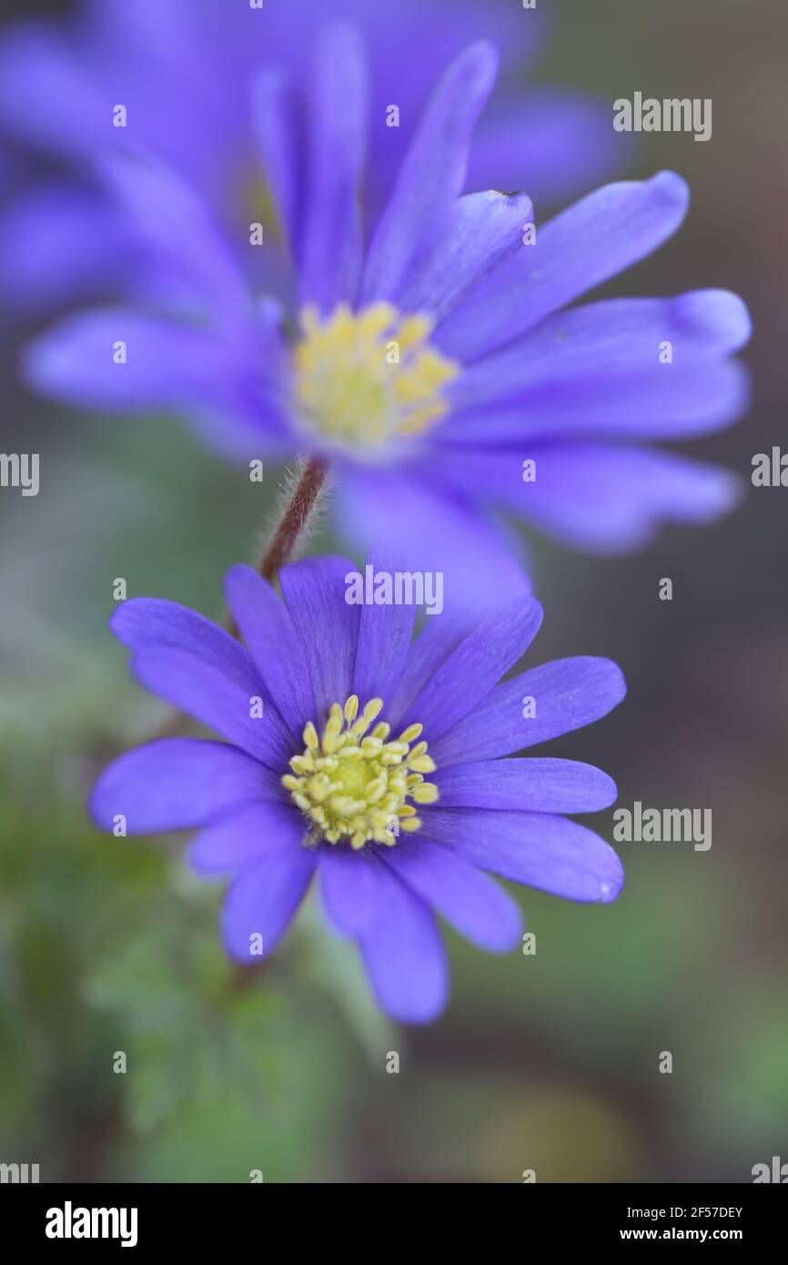 Blaue Anemonen Blumen Nahaufnahme auf verschwommenem Hintergrund. Frühling Blumen.schöne Blume Hintergrund Stockfoto