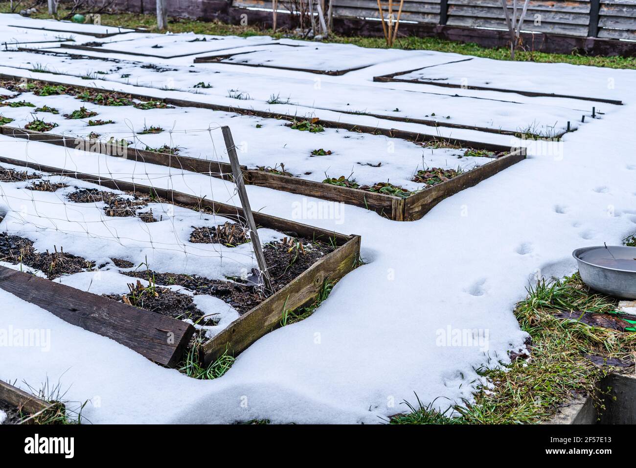 Frühlingsschnee bedeckte die Gartenbeete. Ungewöhnliches Wetter Stockfoto