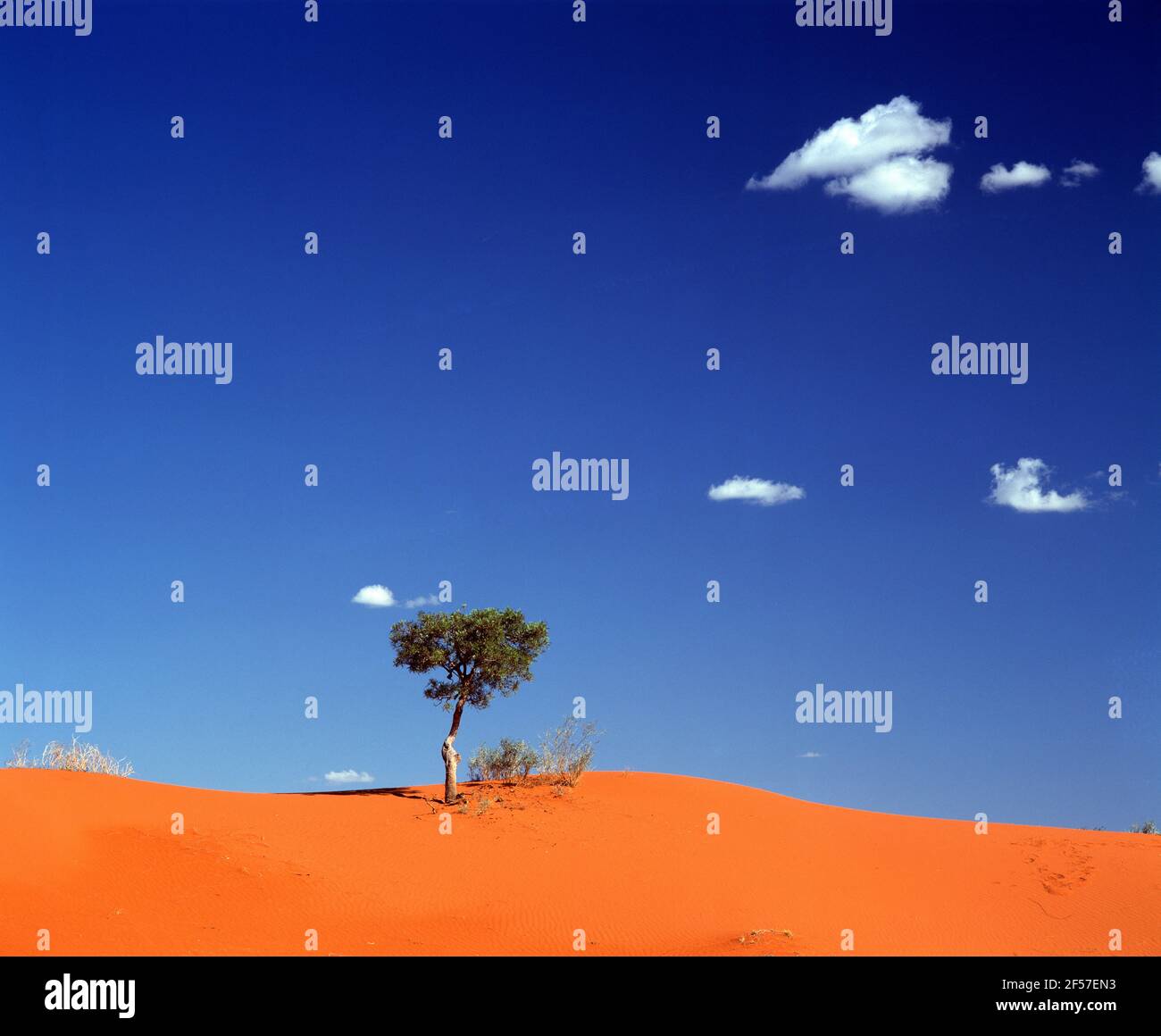 Australien. Queensland. Windorah Sanddünen Landschaft mit einarmigem Baum. Stockfoto