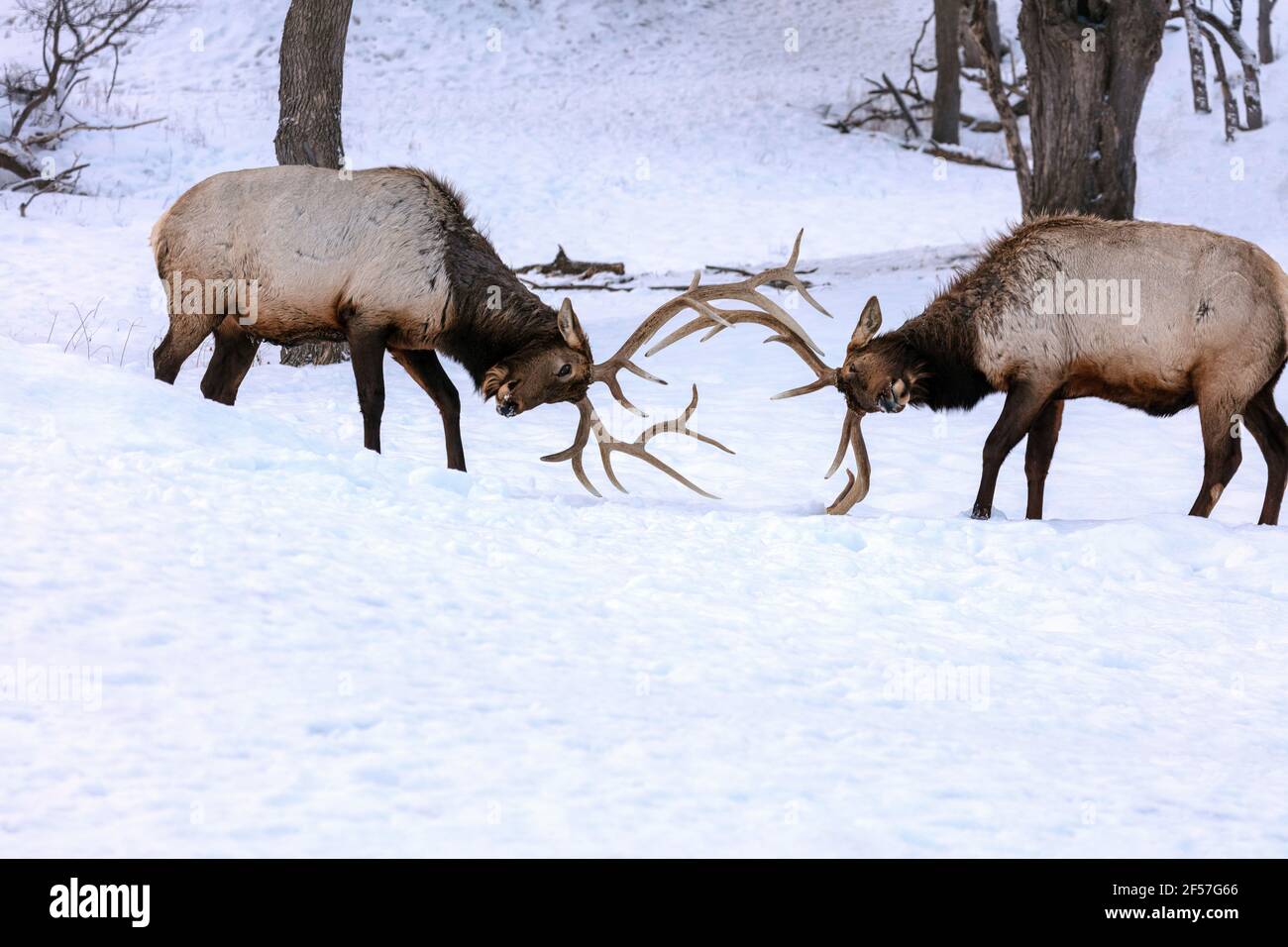 Wapiti, Bullenelch Sparring, Kampfverhalten, (Cervus canadensis), Winter, N. Michigan, USA, von James D. Coppinger/Dembinsky Photo Assoc Stockfoto