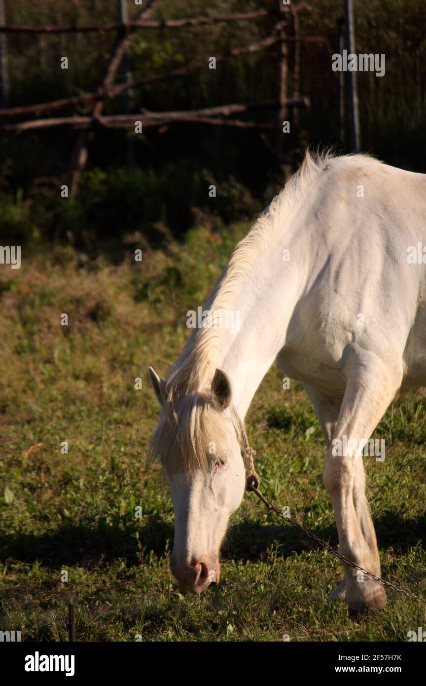Foto des Kopfes und der Beine eines weißen Pferdes, das in einem Bereich der Weide für seine Verwendung ermöglicht gebunden ist. Stockfoto