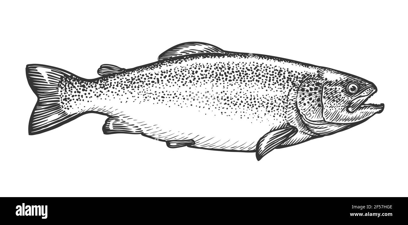Skizze der Forelle im Vintage-Gravurstil. Handgezeichnete Vektordarstellung von Fischen auf weißem Hintergrund Stock Vektor