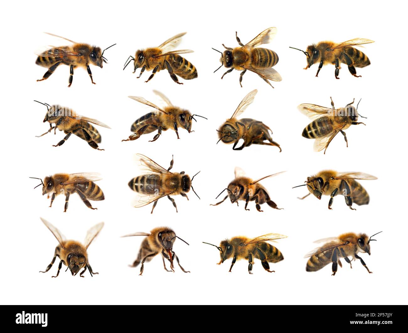 Bienengruppe oder Honigbiene in Latein APIs Mellifera, europäische oder westliche Honigbiene isoliert auf dem weißen Hintergrund, goldene Honigbienen Stockfoto