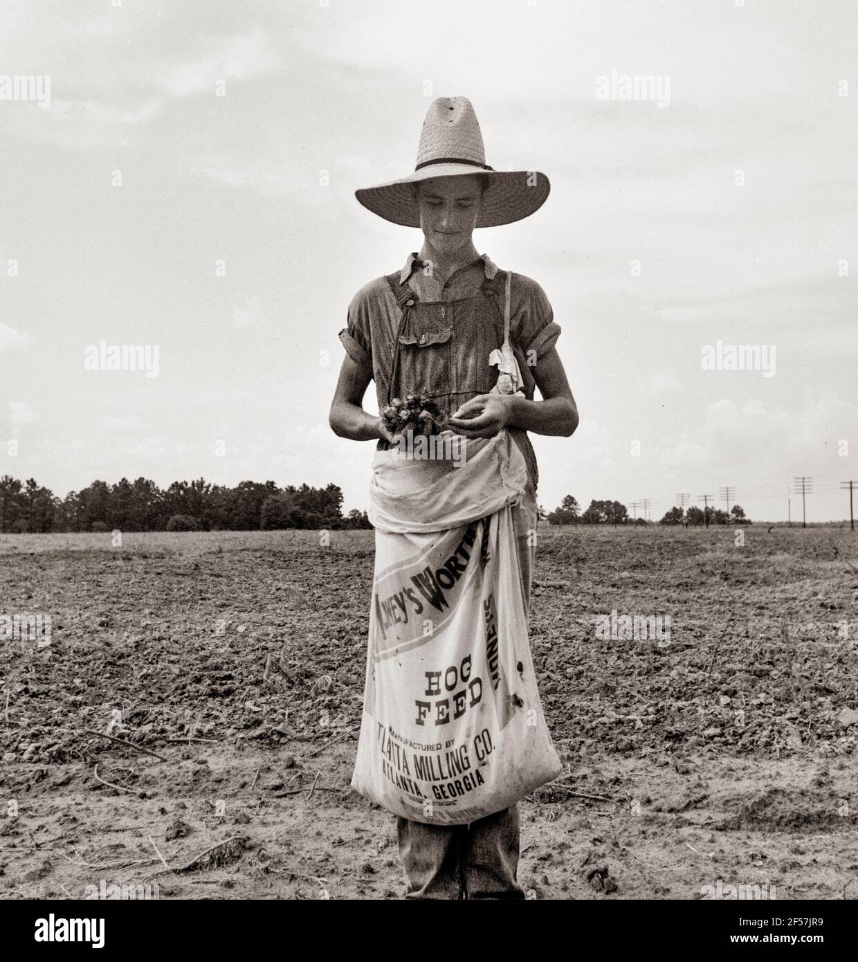 Bauernjunge mit Sack voller boll-Weevils, die er von Baumwollpflanzen abgepflückt hat. Macon County, Georgia. Juli 1937. Foto von Dorothea lange. Stockfoto